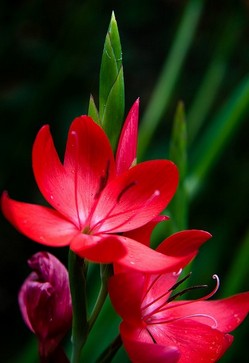 中草藥功效大全 滋養(yǎng)容顏的十大中藥秘方