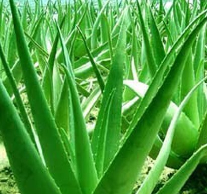 天然蘆薈護(hù)膚5大功效 祛痘美白更防曬