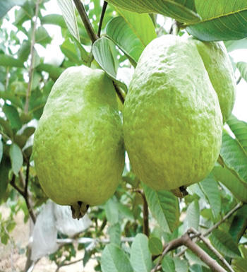 長斑了怎么辦  7種水果讓你恢復(fù)白暫臉蛋