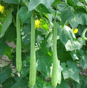 絲瓜的10大養(yǎng)生功效 吃絲瓜美白又淡斑