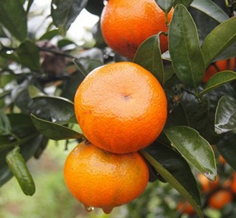 夏季養(yǎng)生 夏季美容養(yǎng)顏又抗暑的水果大全