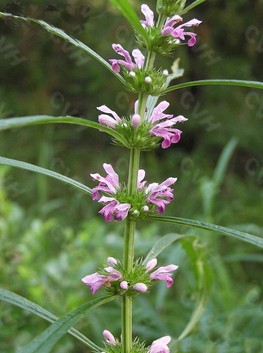 宮廷美容秘方 武則天的美容秘方