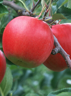 吃什么水果對(duì)皮膚好 春季8種美白護(hù)膚水果