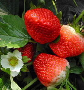 吃什么水果美白皮膚 夏季10大美白水果