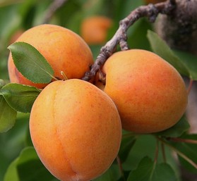 抗皺水果推薦 8種食物是女性 抗皺專家