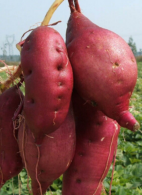 吃什么美白 6大美白護膚食物推薦