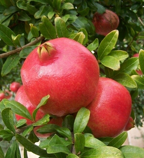 美白抗皺 女性抗皺水果推薦