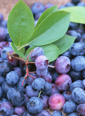 抗氧化食物有哪些 幫你抗氧化的9種食物