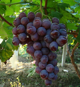 美白抗皺 女性抗皺水果推薦