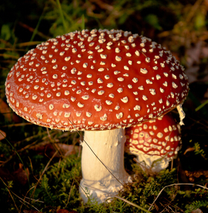 9種美白營(yíng)養(yǎng)蔬菜 讓你白里透紅