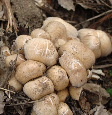 吃什么美白 推薦9種美白營(yíng)養(yǎng)蔬菜