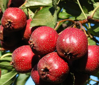 女性養(yǎng)生 吃酸味食物滋陰又養(yǎng)顏