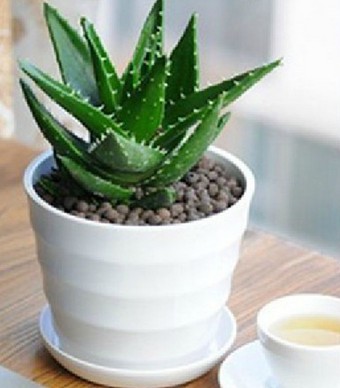 飲食小技巧 美白肌膚的天然美容品