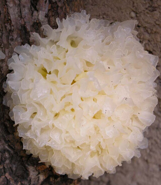 中醫(yī)養(yǎng)生美容 中醫(yī)養(yǎng)生美容偏方