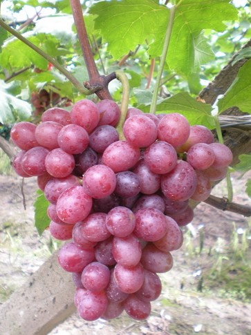 水果的功效與作用 10種食物媲美頂級(jí)護(hù)膚品