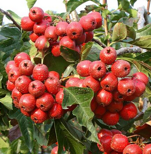 秋天吃什么水果好 秋季護膚必不可少的水果