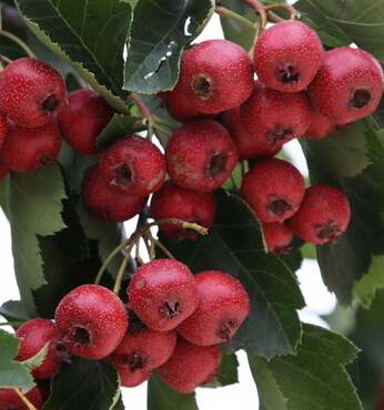 女人吃什么養(yǎng)顏 女人吃酸食滋陰又養(yǎng)顏