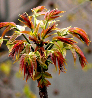 女性飲食美容保健 4大臭味食物美容養(yǎng)生