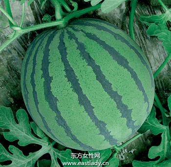 西瓜防曬補(bǔ)水好幫手