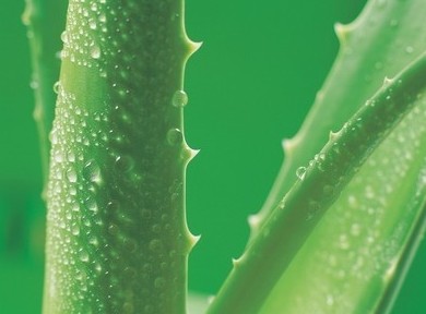 自制五款祛斑面膜 還你無斑肌膚