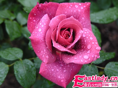 國醫(yī)漢方美人秘訣 輕松打造無粉黛草本美人