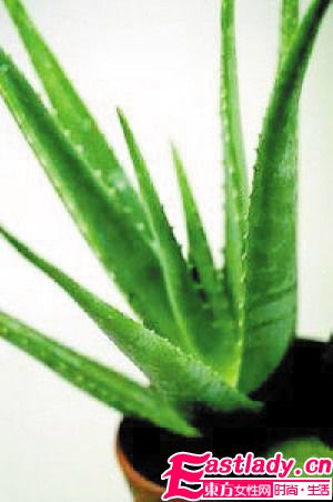 蘆薈的作用 美容預(yù)防脫發(fā)