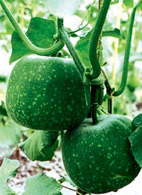 四美膚食物幫我們抗衰老