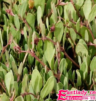 3大中醫(yī)土方祛痘見效快