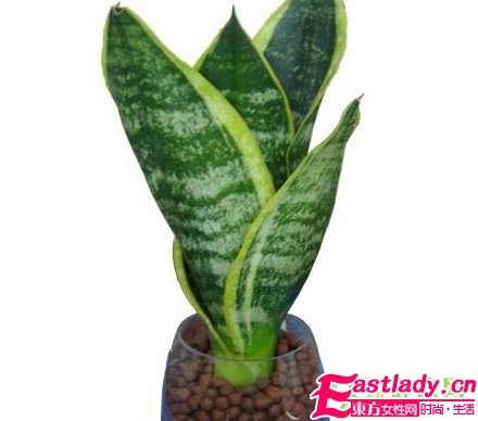 五種抗電腦輻射的植物