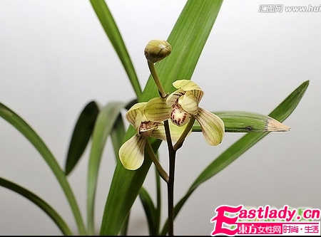 吃什么可以吃出體香 8種食物