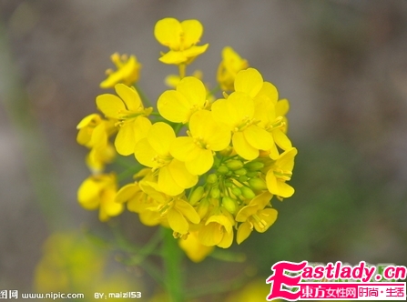 鮮花美容養(yǎng)顏法 讓女人嬌嫩如花