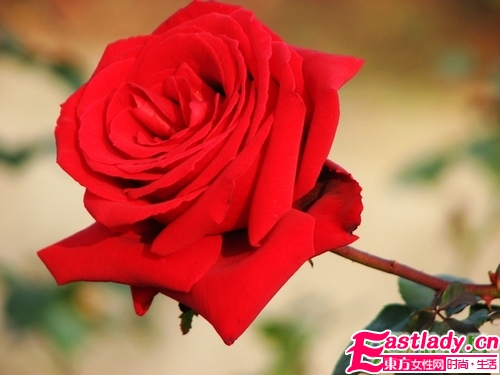 鮮花美容養(yǎng)顏法 讓女人嬌嫩如花