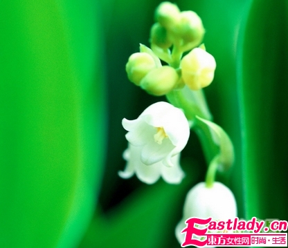 鮮花美容養(yǎng)顏法 讓女人嬌嫩如花