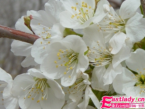 鮮花美容養(yǎng)顏法 讓女人嬌嫩如花