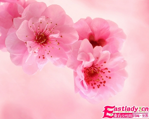 鮮花美容養(yǎng)顏法 讓女人嬌嫩如花