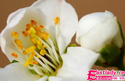 鮮花美容養(yǎng)顏法 讓女人嬌嫩如花