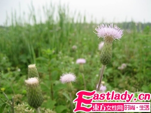 如何用中藥制作面膜祛痘