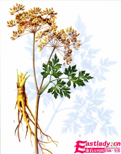 美容達(dá)人實(shí)踐 當(dāng)歸糯米粉美白面膜