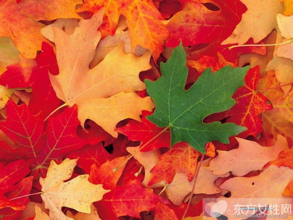 痛風(fēng)偏方有哪些 如何在日常飲食中做好預(yù)防