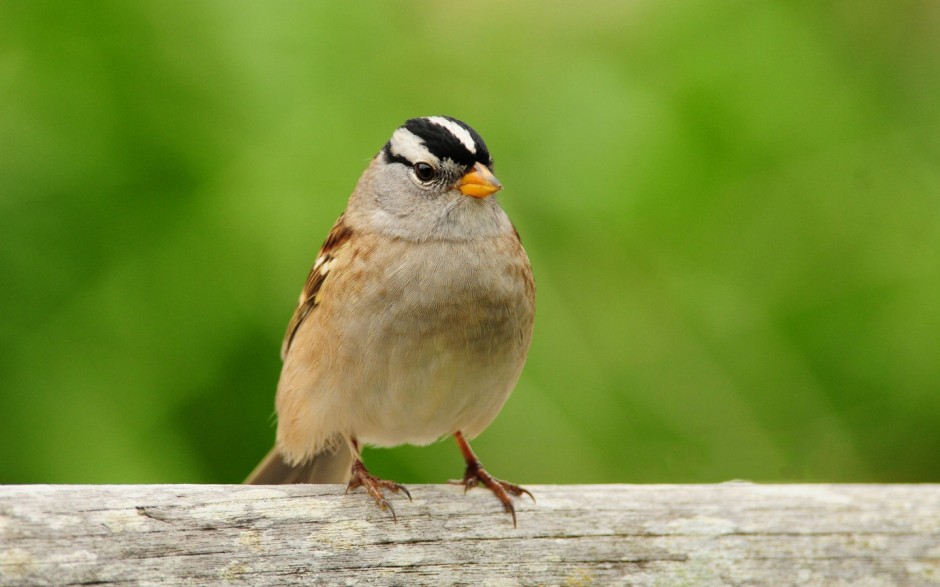 如何防御禽流感 別慌把這些辦法牢記在心
