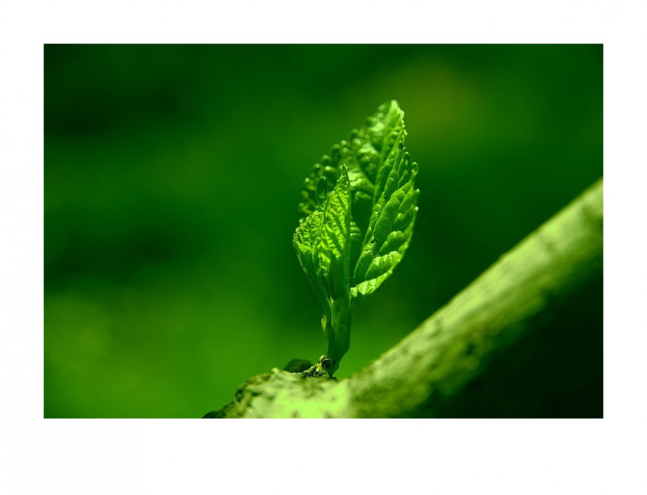 抗輻射的水果 電腦族必吃的10種水果