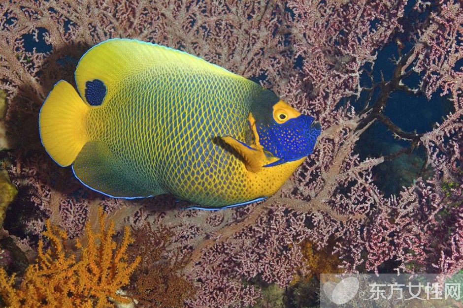 高脂血癥的危害有哪些 高脂血癥的六大飲食