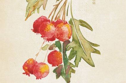 吃山楂的禁忌有哪些 千萬(wàn)別吃了山楂又吃這些