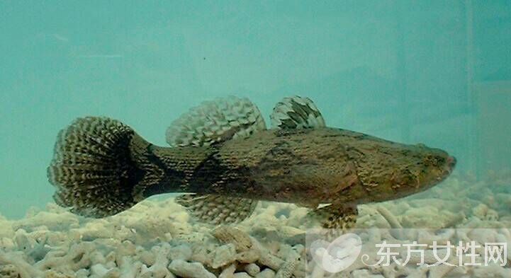 高脂血癥的危害有哪些 高脂血癥的六大飲食