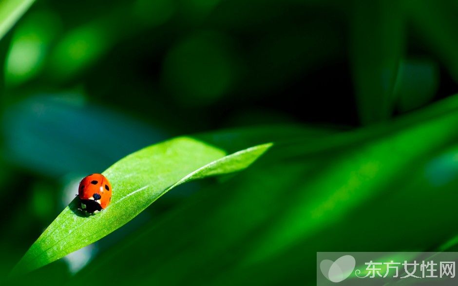 抗輻射的水果 電腦族必吃的10種水果