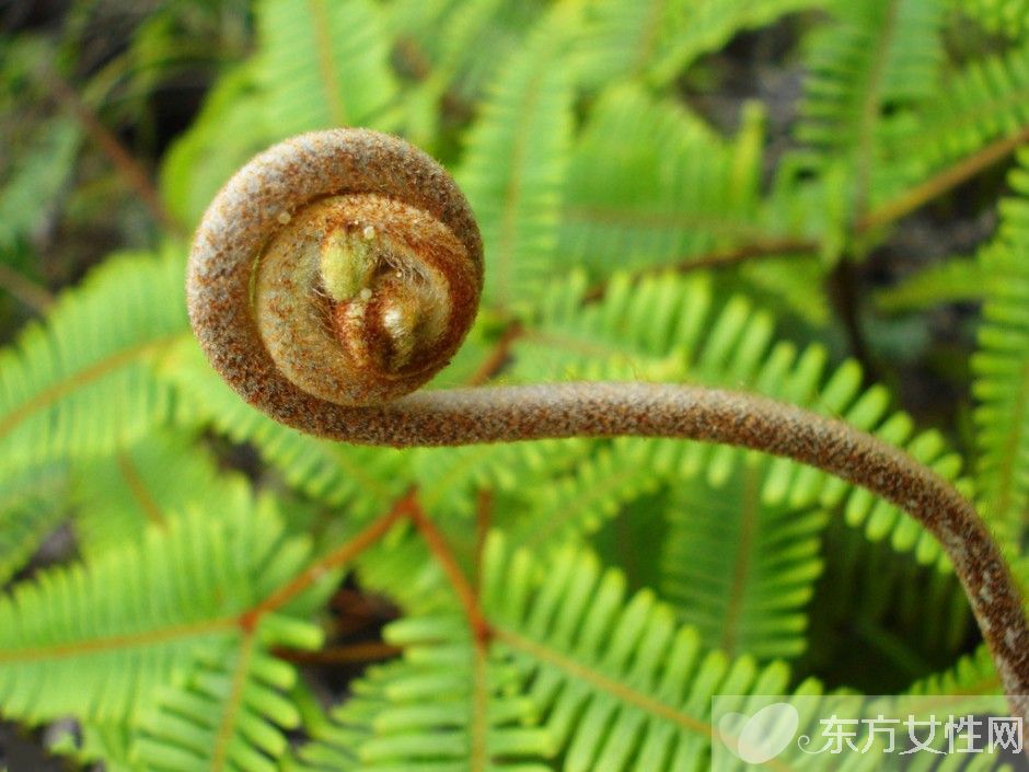 蕨菜致癌嗎 拋開劑量談毒性都是耍流氓