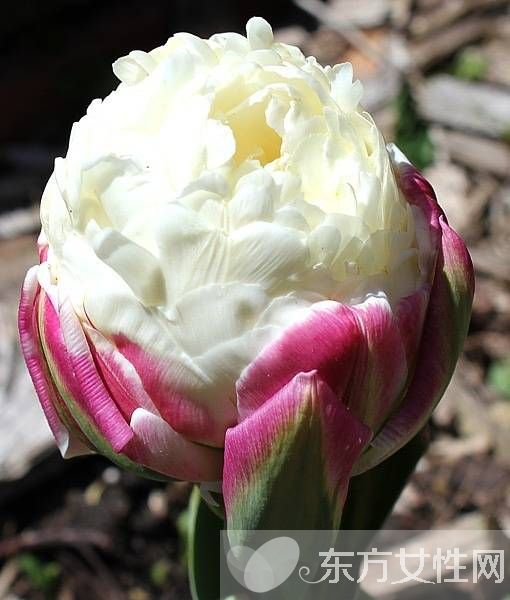 春季潤(rùn)燥吃什么好 5種食物讓你降火潤(rùn)燥養(yǎng)生