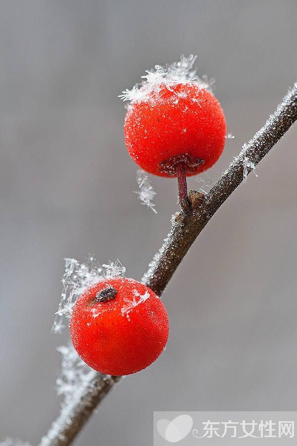 吃山楂的禁忌有哪些 千萬別吃了山楂又吃這些