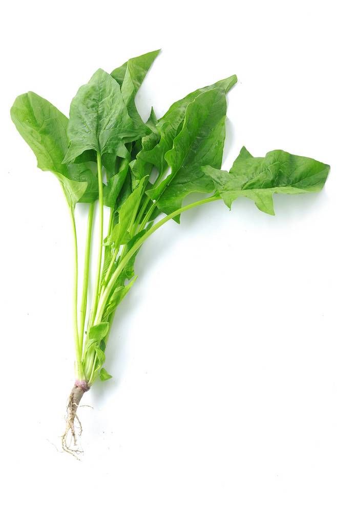 菠菜的營(yíng)養(yǎng)價(jià)值 要怎么挑選新鮮的菠菜