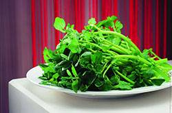 西洋菜的禁忌有哪些 它都有哪些功效與作用